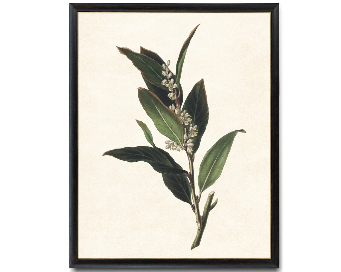 Bay Laurel Plant Vintage Botanical Art Print - Image 2