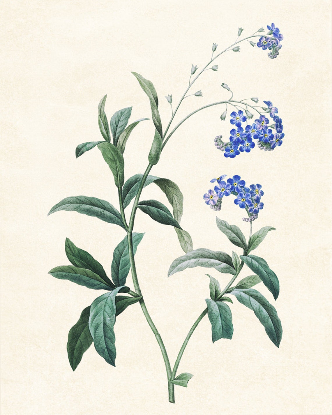 Blue Forget Me Not Flowers Vintage Botanical Illustration Poster - Image 3