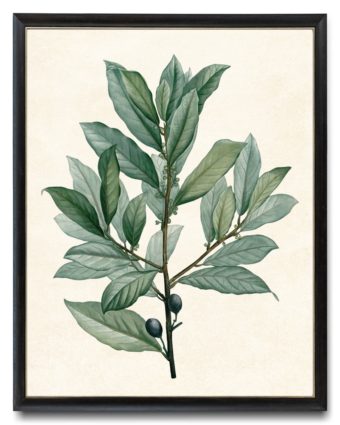 Bay Laurel Leaves Antique Botanical Plant Illustration Art Poster - Image 2