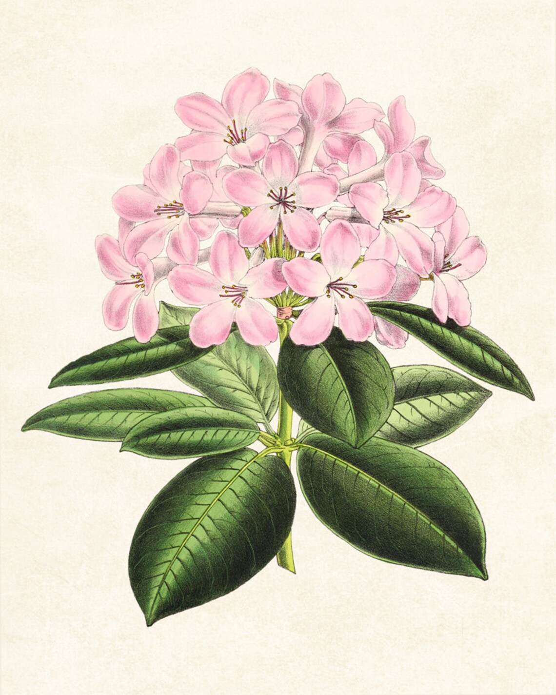 Pink Rhododendron Flower Cluster Vintage Botanical Illustration Poster - Image 4
