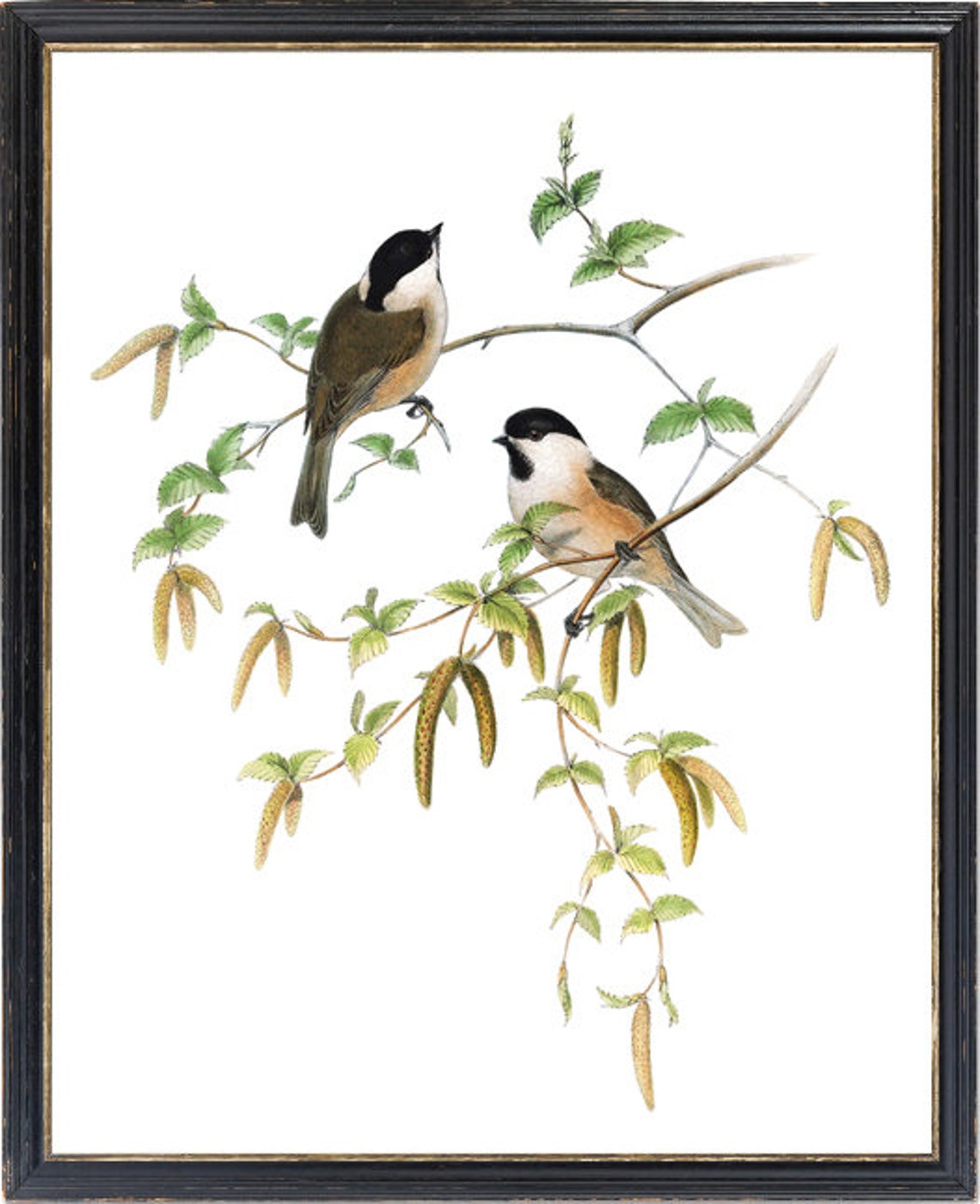 Marsh Tit Songbird Pair Vintage Natural History Bird Branch Poster - Image 3