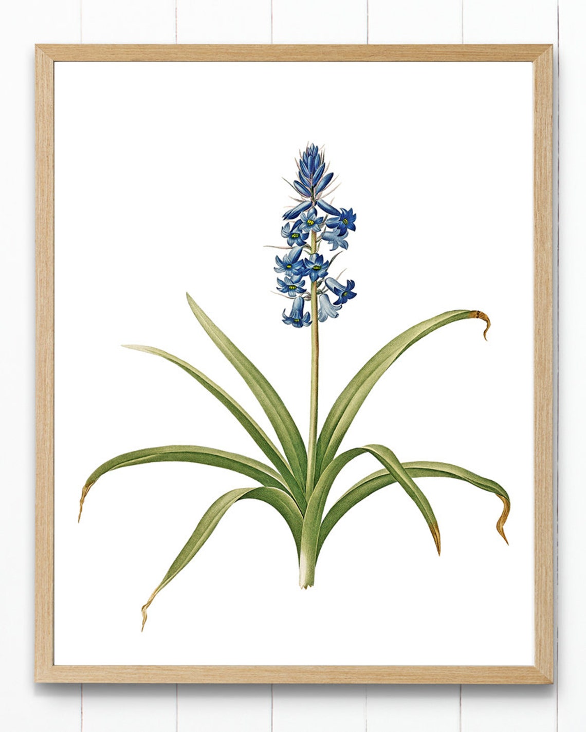 Blue Spanish Hyacinth Blossoms Vintage Botanical Flower Poster - Image 4