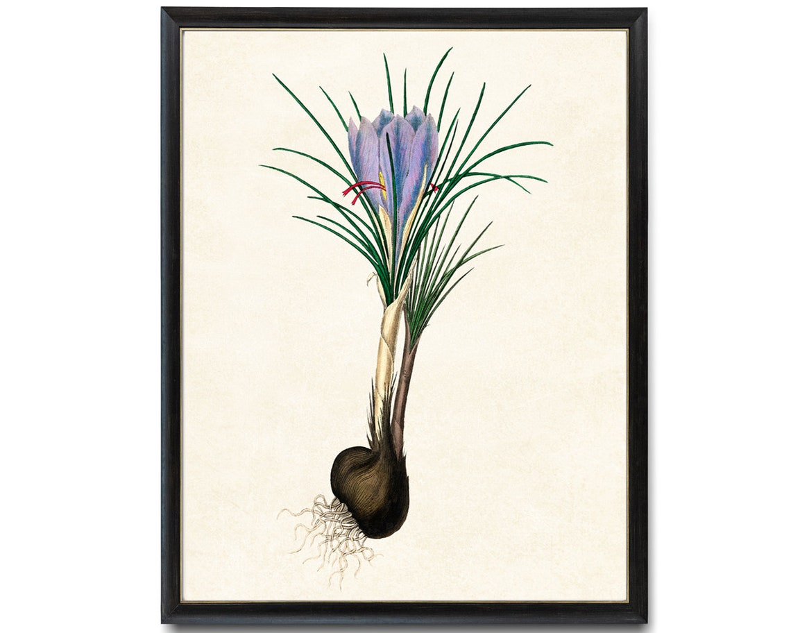 Saffron Crocus Botanical Art Print Vintage Flower Wall Decor