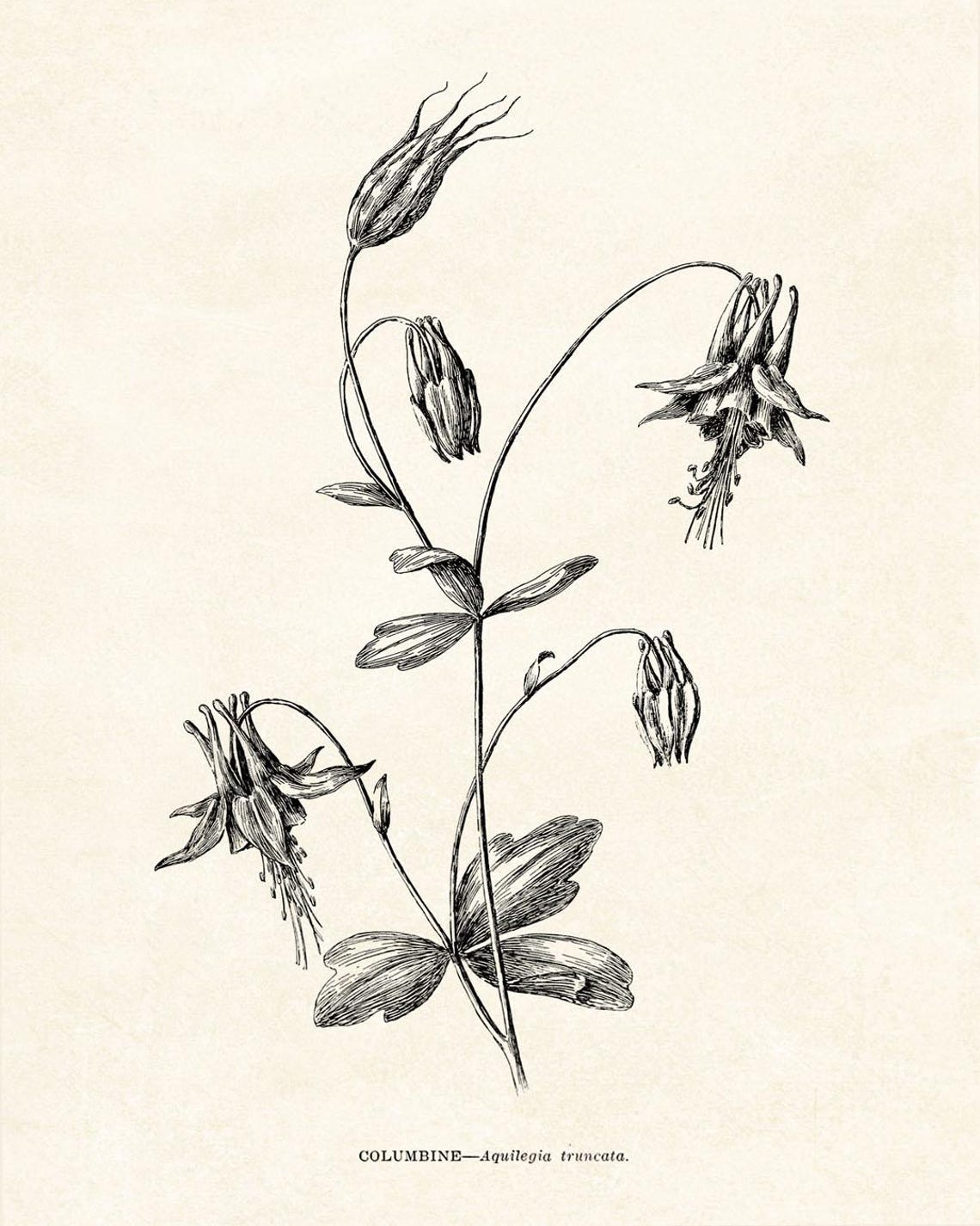 Columbine Aquilegia Truncata Vintage Botanical Line Art Study Poster - Image 2