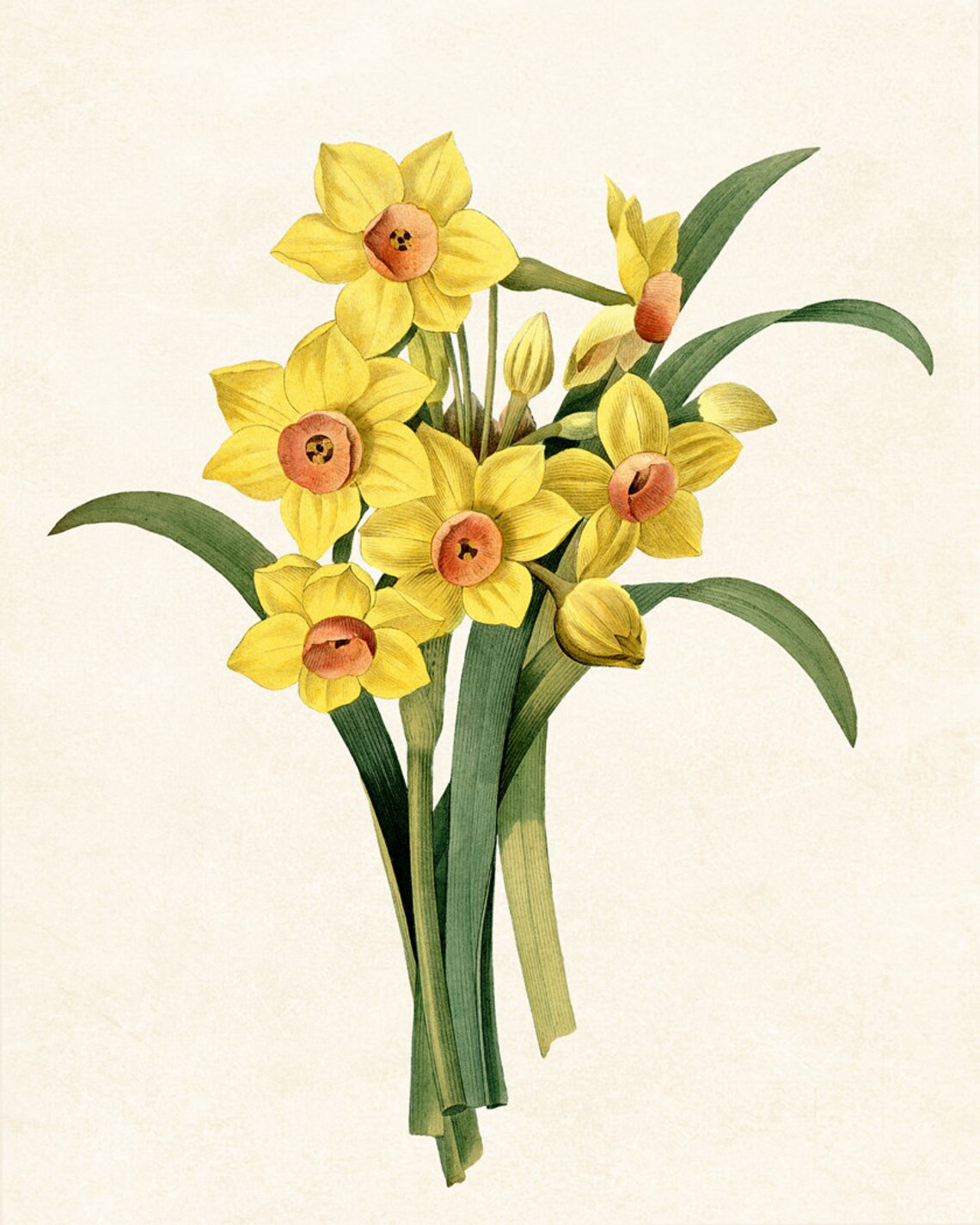 Yellow Daffodils Vintage Flower Illustration Art Print - Image 3