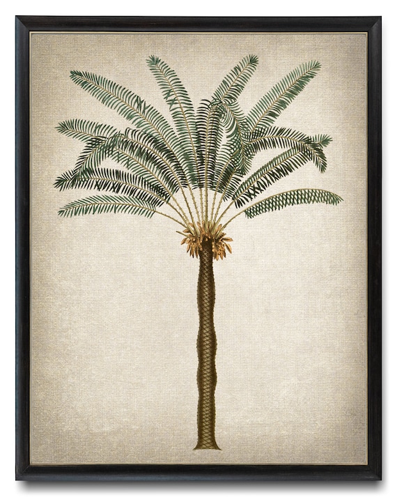 Palm Tree Vintage Illustration, Tropical Botanical Art Print