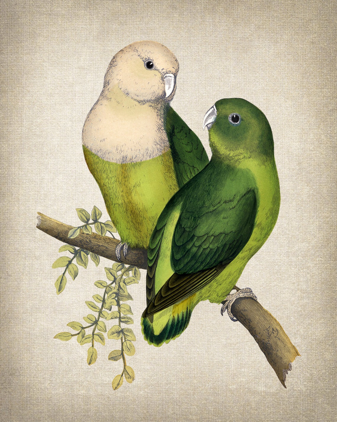 Madagascar Lovebird Pair Vintage Illustration Green Parrots Poster - Image 2