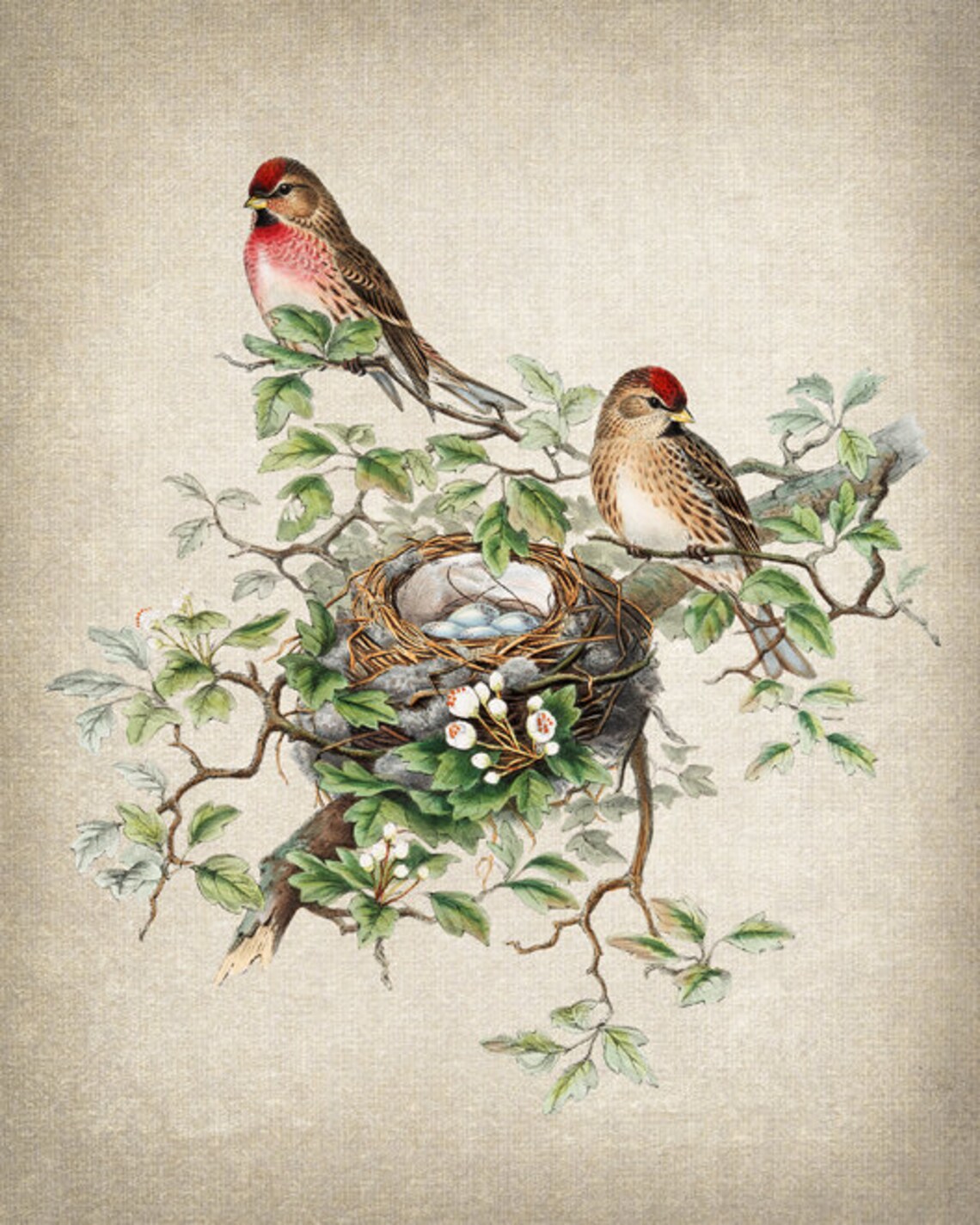 Redpoll Birds Vintage Illustration Art Print - Image 2