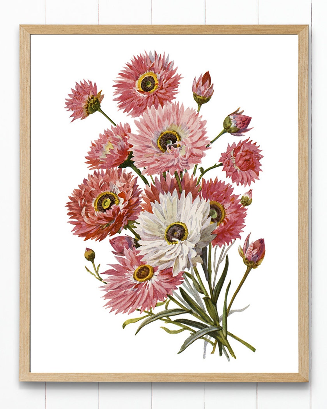 Pink Paper Daisy Vintage Botanical Flower Illustration Poster - Image 2