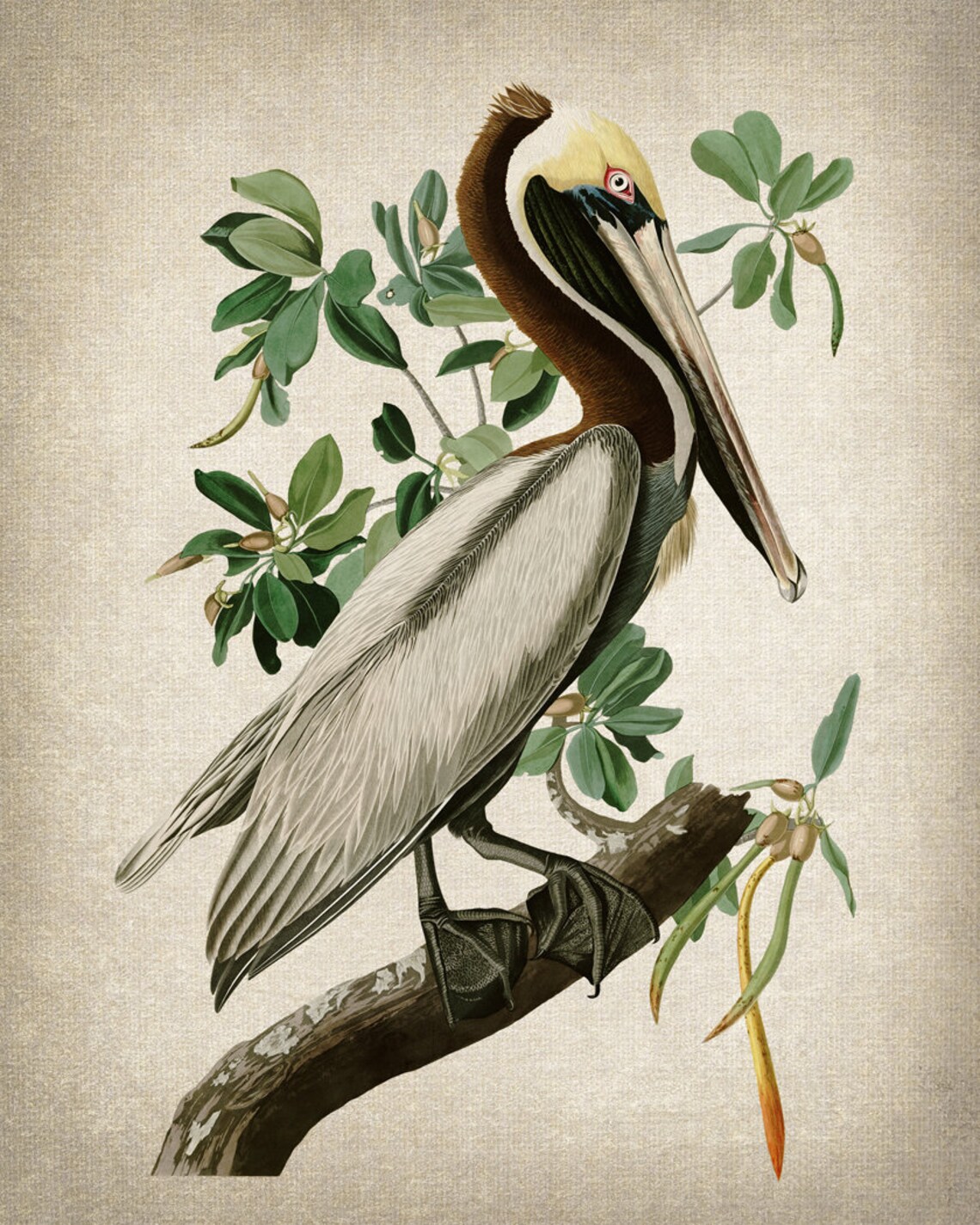Brown Pelican Vintage Audubon Bird Illustration Print - Image 2