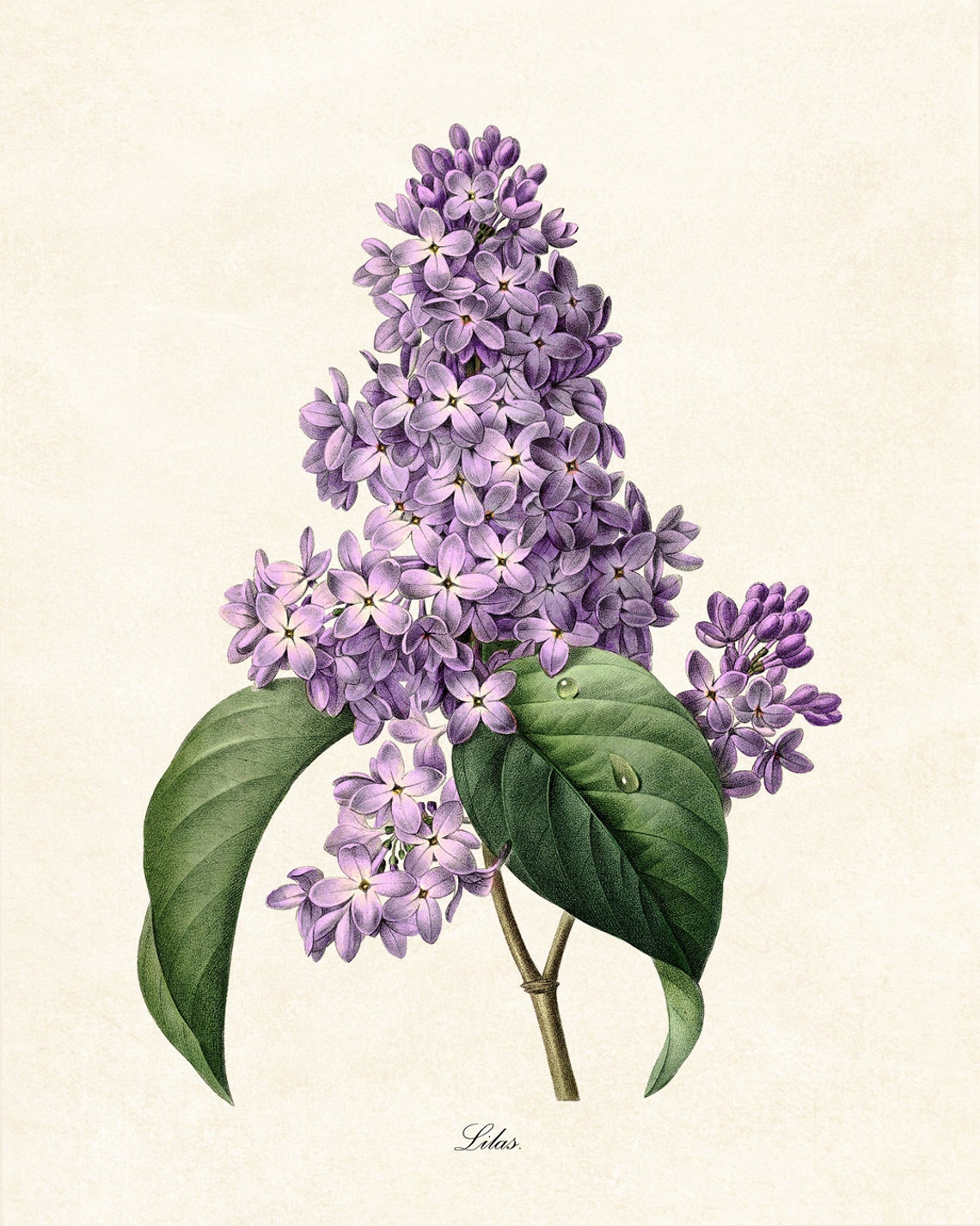 Purple Lilac Lilas Vintage Botanical Flower Illustration Poster - Image 2