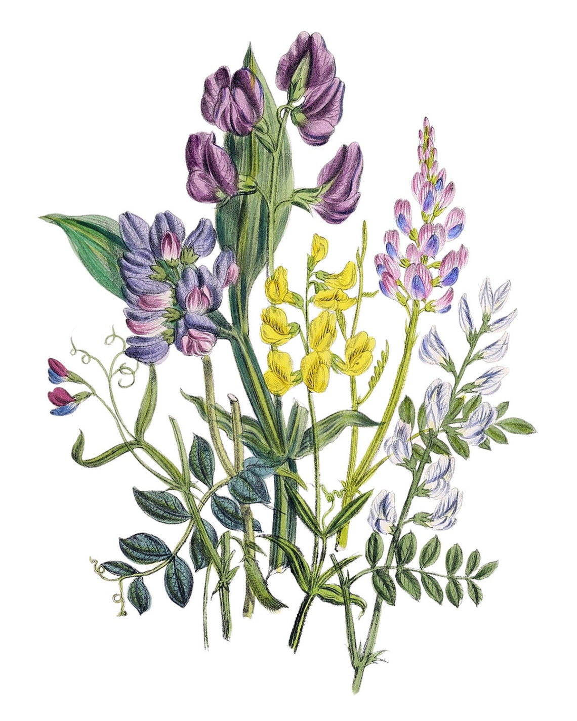 Meadow Pea Wildflowers Vintage Botanical Illustration Poster - Image 2