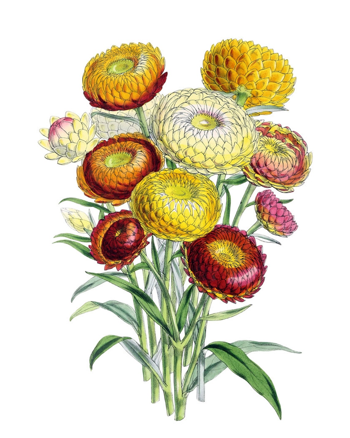 Everlasting Strawflower Bouquet Vintage Floral Botanical Art Poster - Image 2