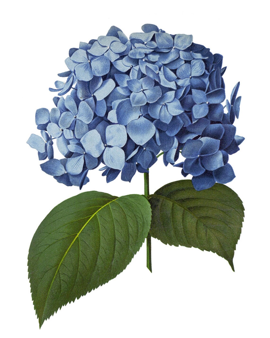 Blue Hydrangea Vintage Illustration Art Print - Image 2