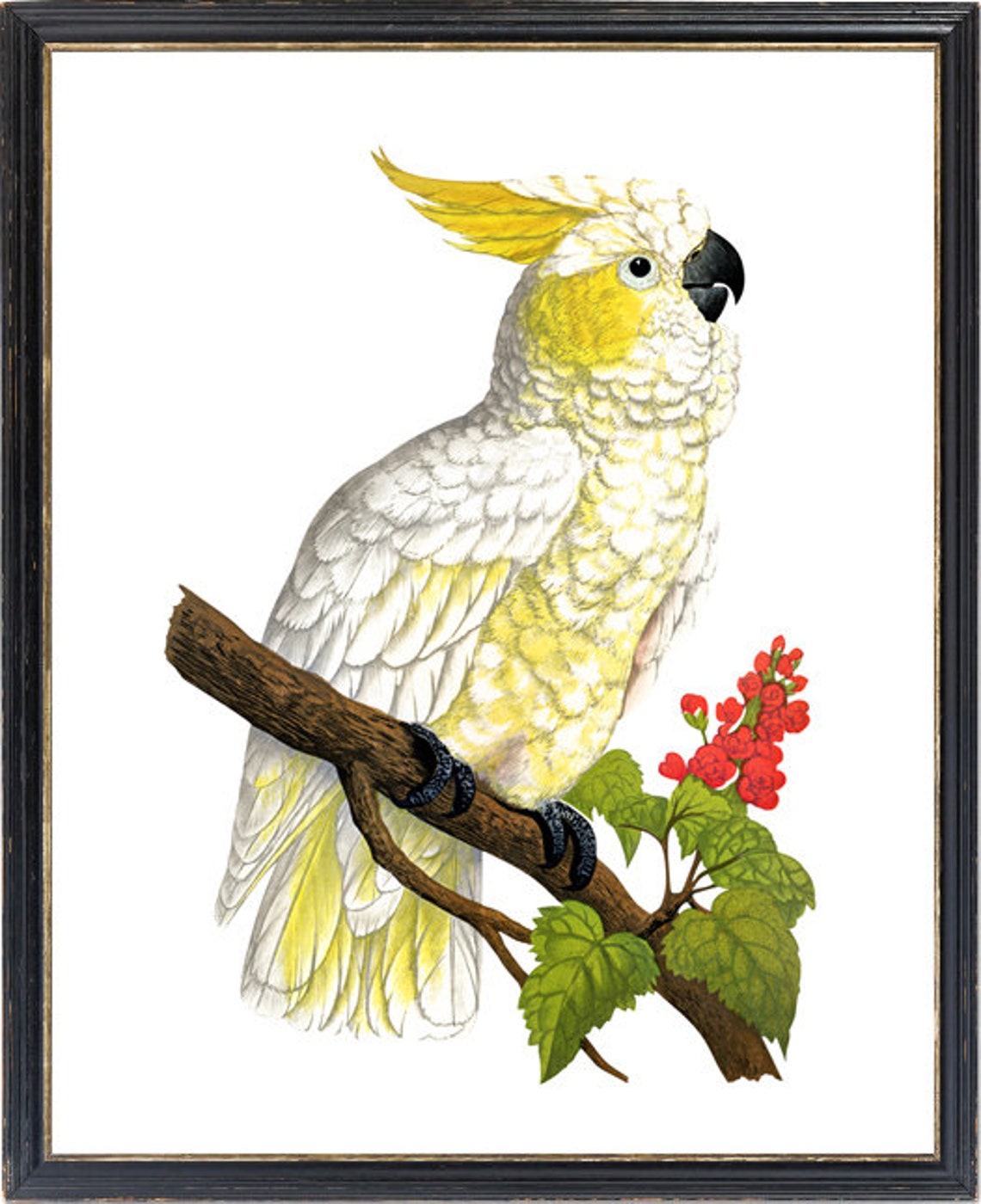 Lemon Crested Cockatoo Vintage Illustration White Parrot Poster - Image 3