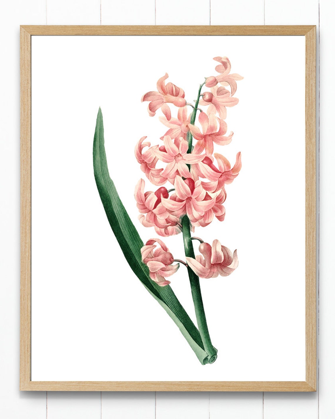 Pink Hyacinth Spike Antique Botanical Illustration Flower Poster - Image 4