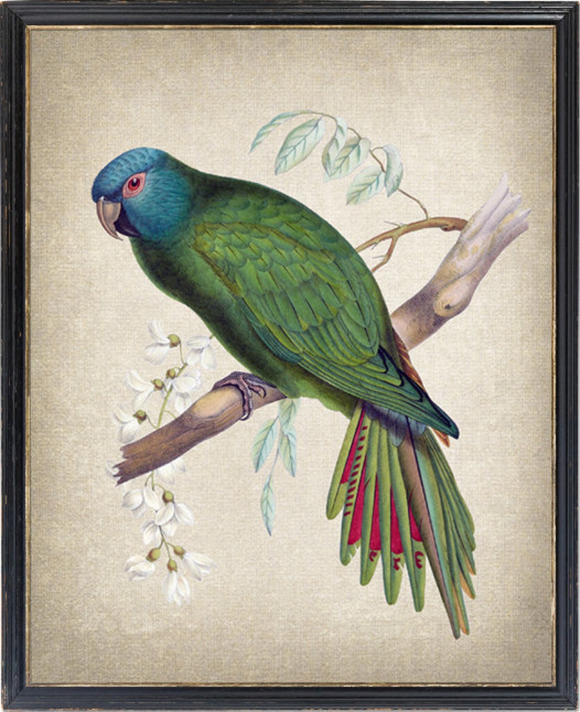 Vintage Blue Headed Parrot Antique Bird Illustration Art Poster