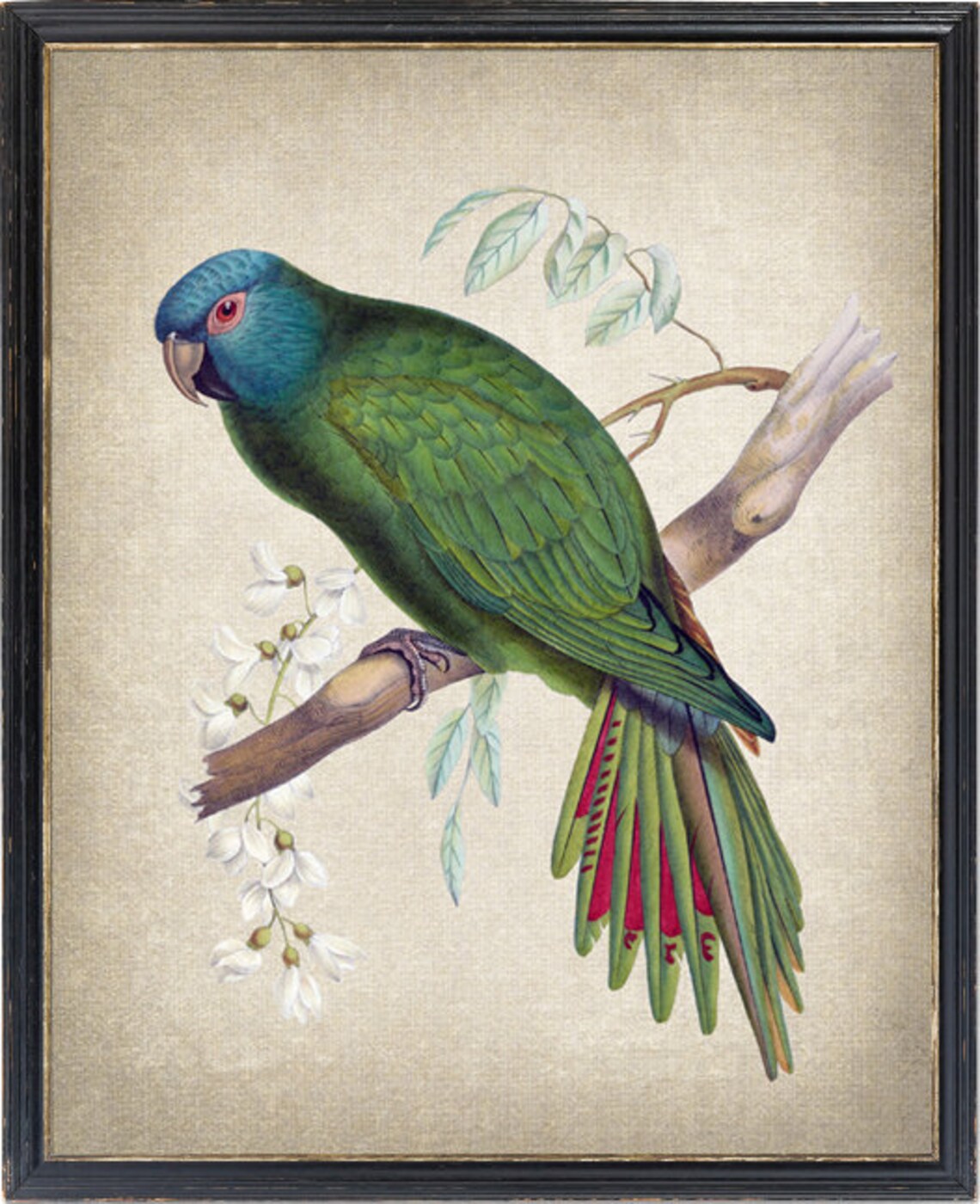 Vintage Parrot Blue Crowned Conure Illustration Art Print
