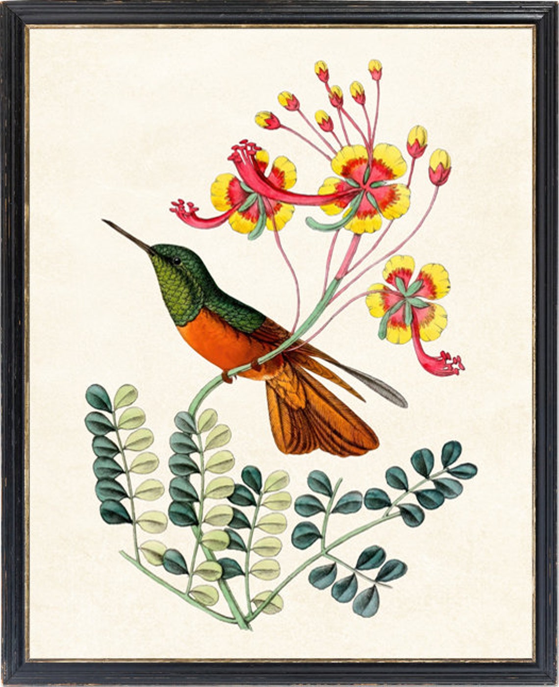 Hummingbird and Exotic Flowers Vintage Botanical Illustration Poster - Image 4