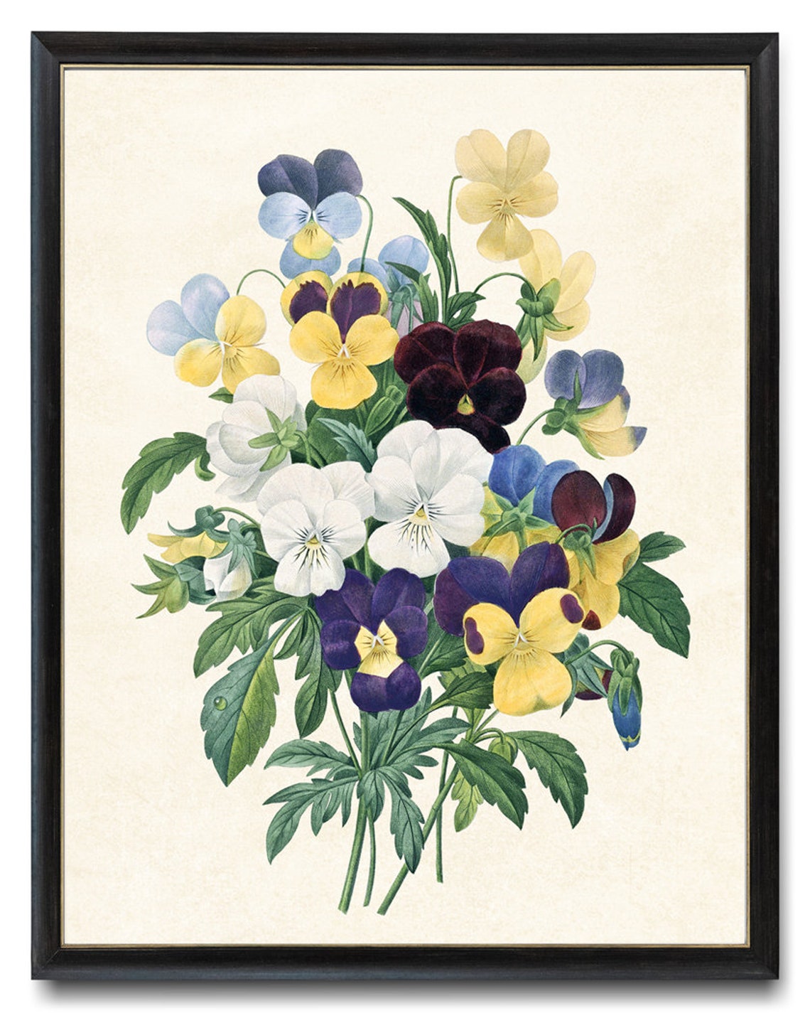 Pansy Bouquet Antique Botanical Illustration Vintage Flower Poster