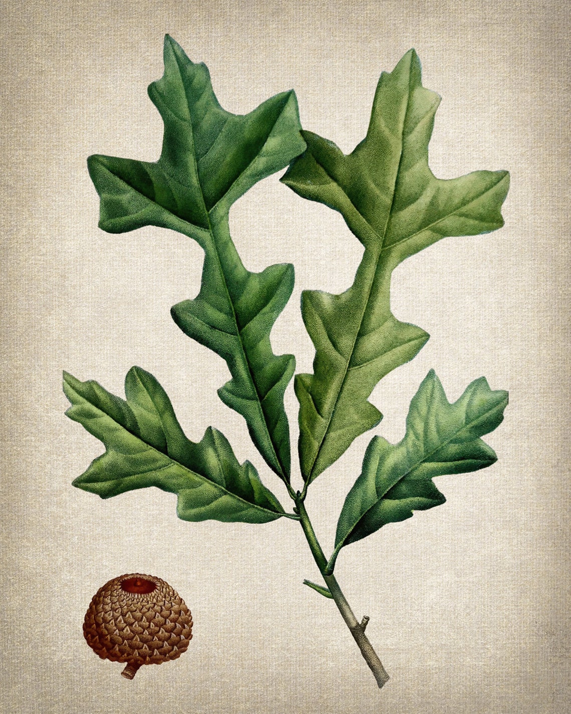 Vintage Oak Branch With Acorn Antique Botanical Illustration Poster - Image 2