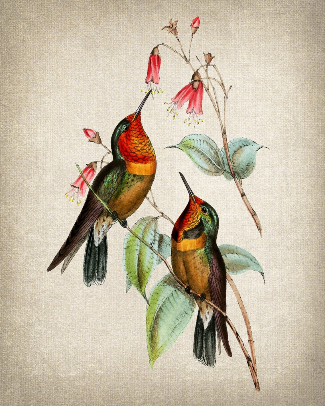 Pair of Coppery Hummingbirds at Red Blossoms Vintage Bird Poster - Image 2