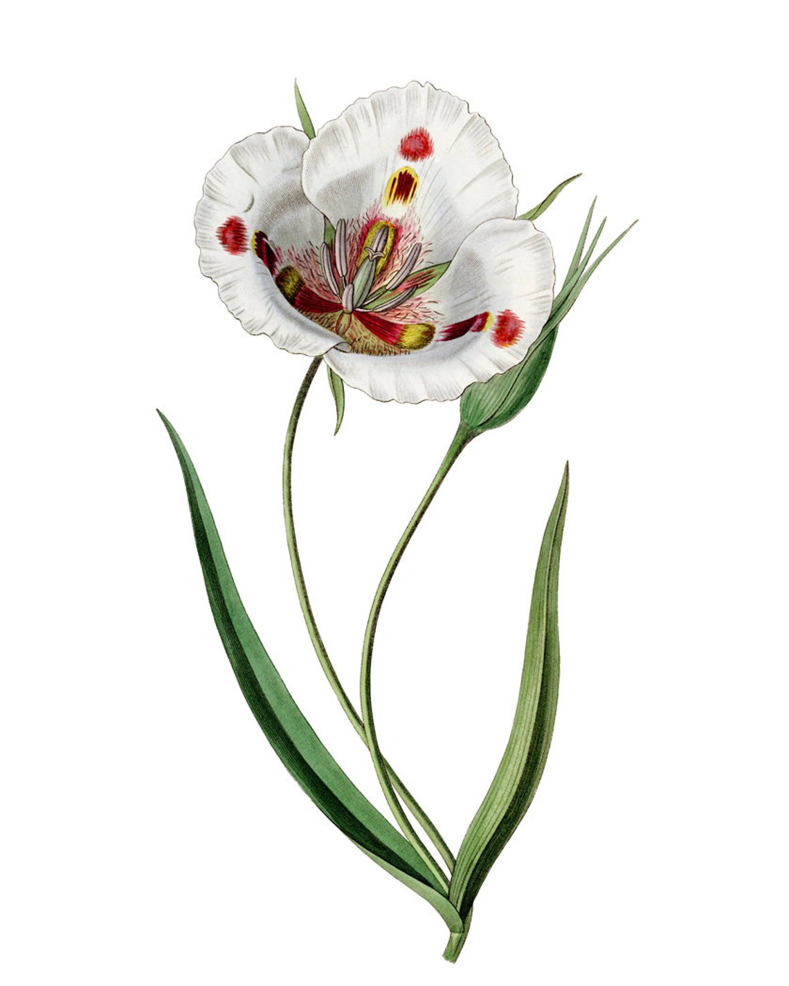 White Mariposa Lily Wildflower Grand Antique Botanical Study Poster - Image 2