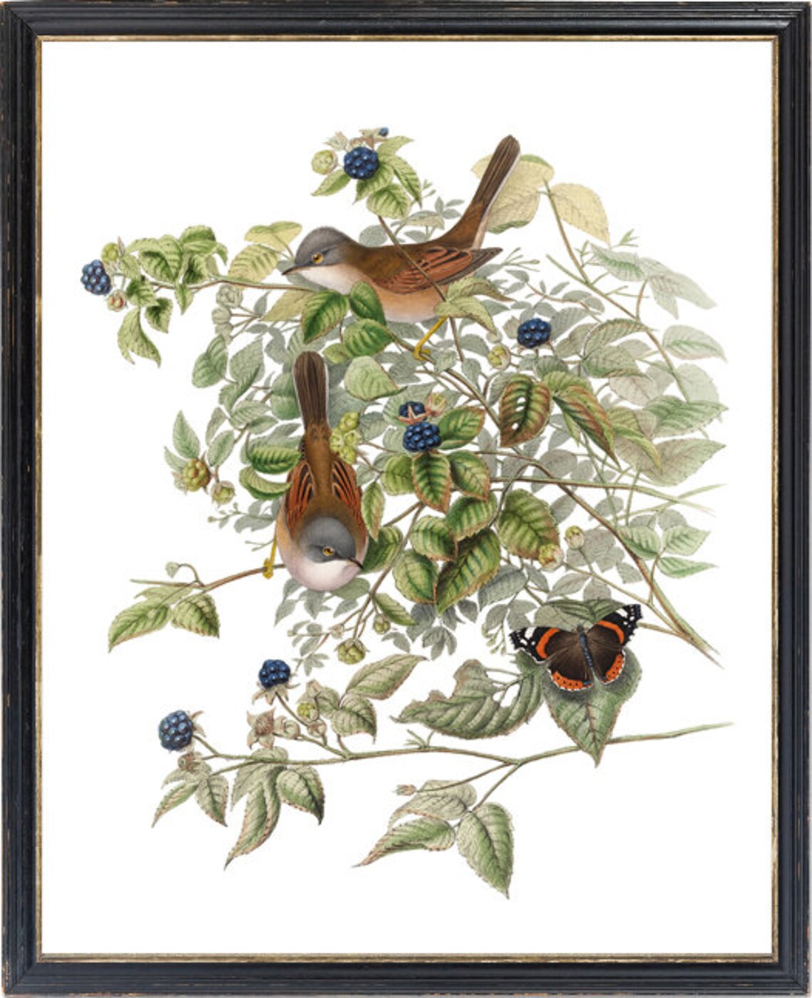 Bird And Botanical Art Print, Vintage Illustration - Image 3