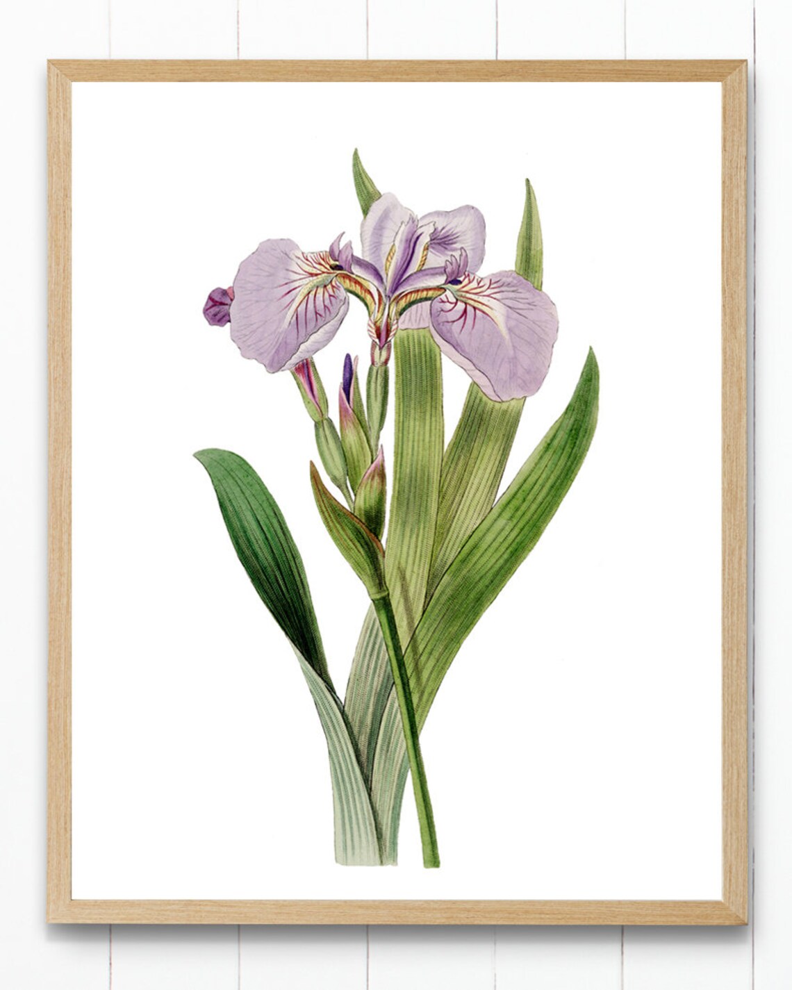 Vintage Lavender Purple Iris Flower Art Print - Image 2