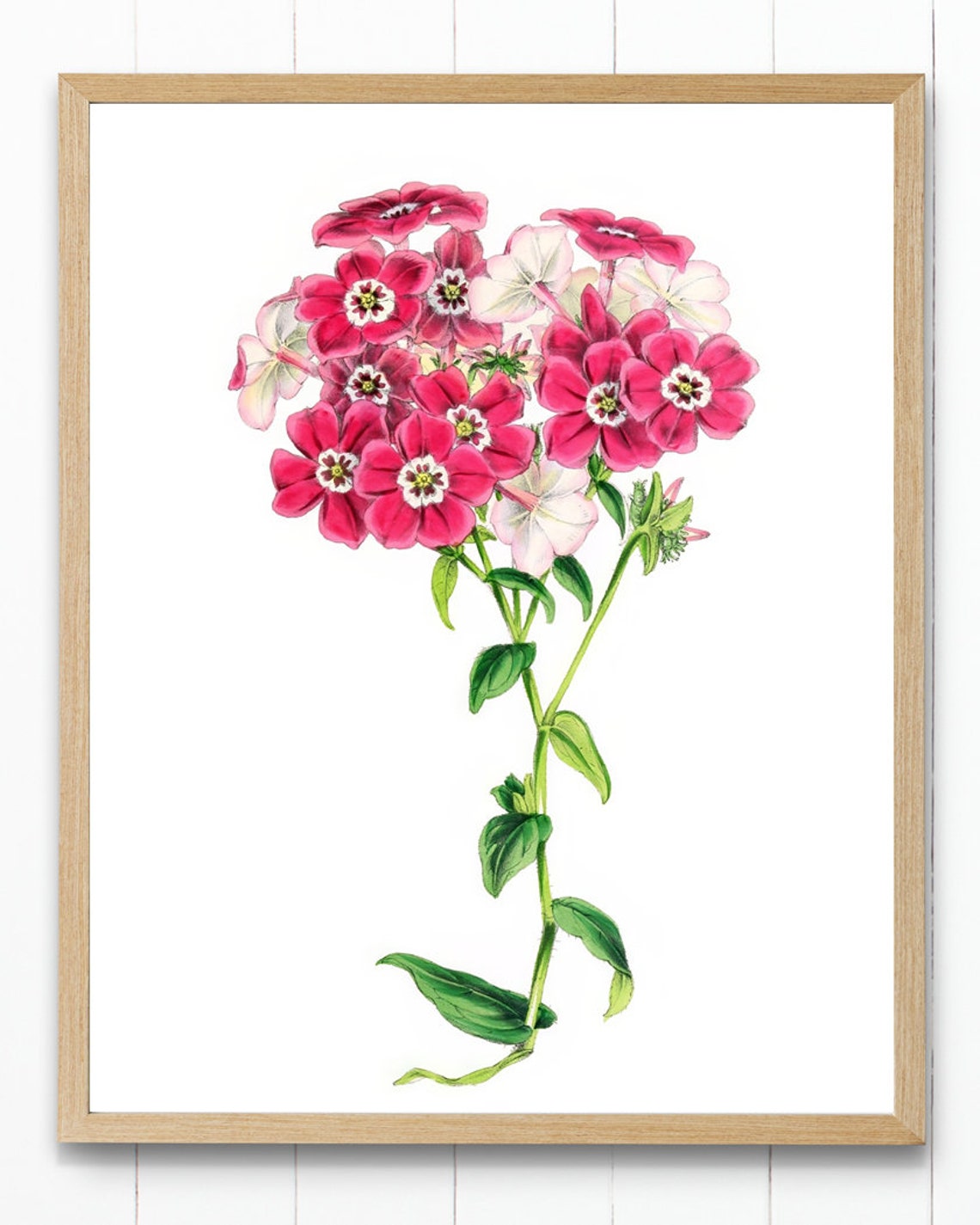 Vintage Pink Phlox Blossom Cluster Botanical Illustration Poster - Image 4
