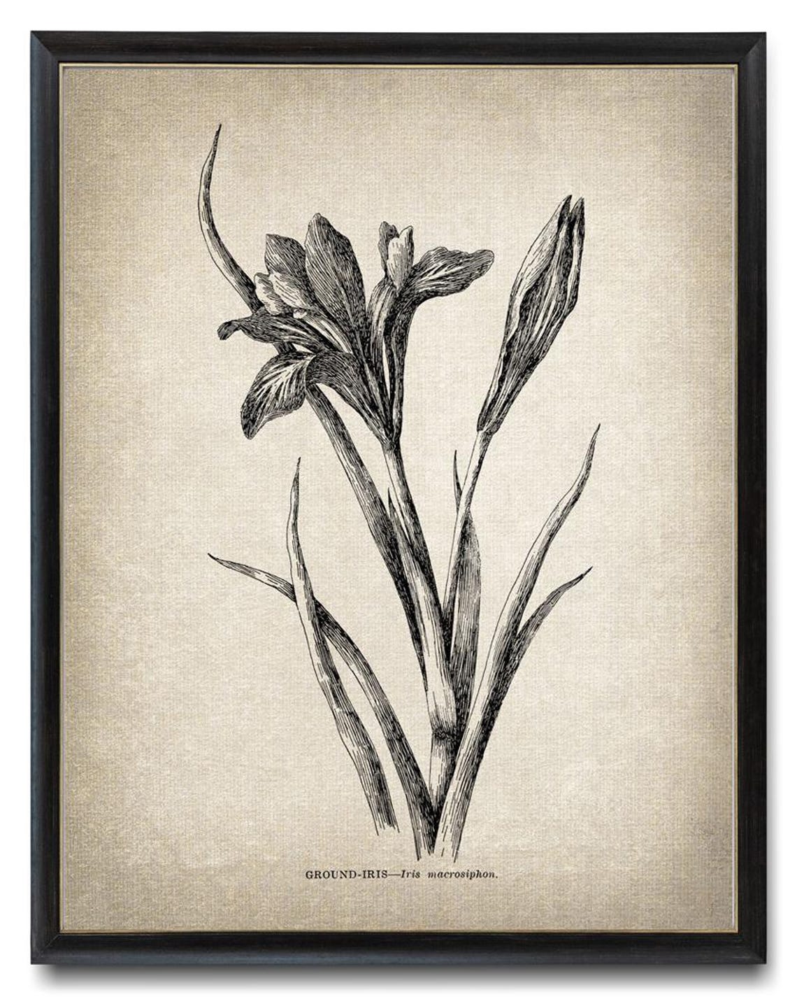 Ground Iris Vintage Botanical Line Art Iris Macrosiphon Poster - Image 3