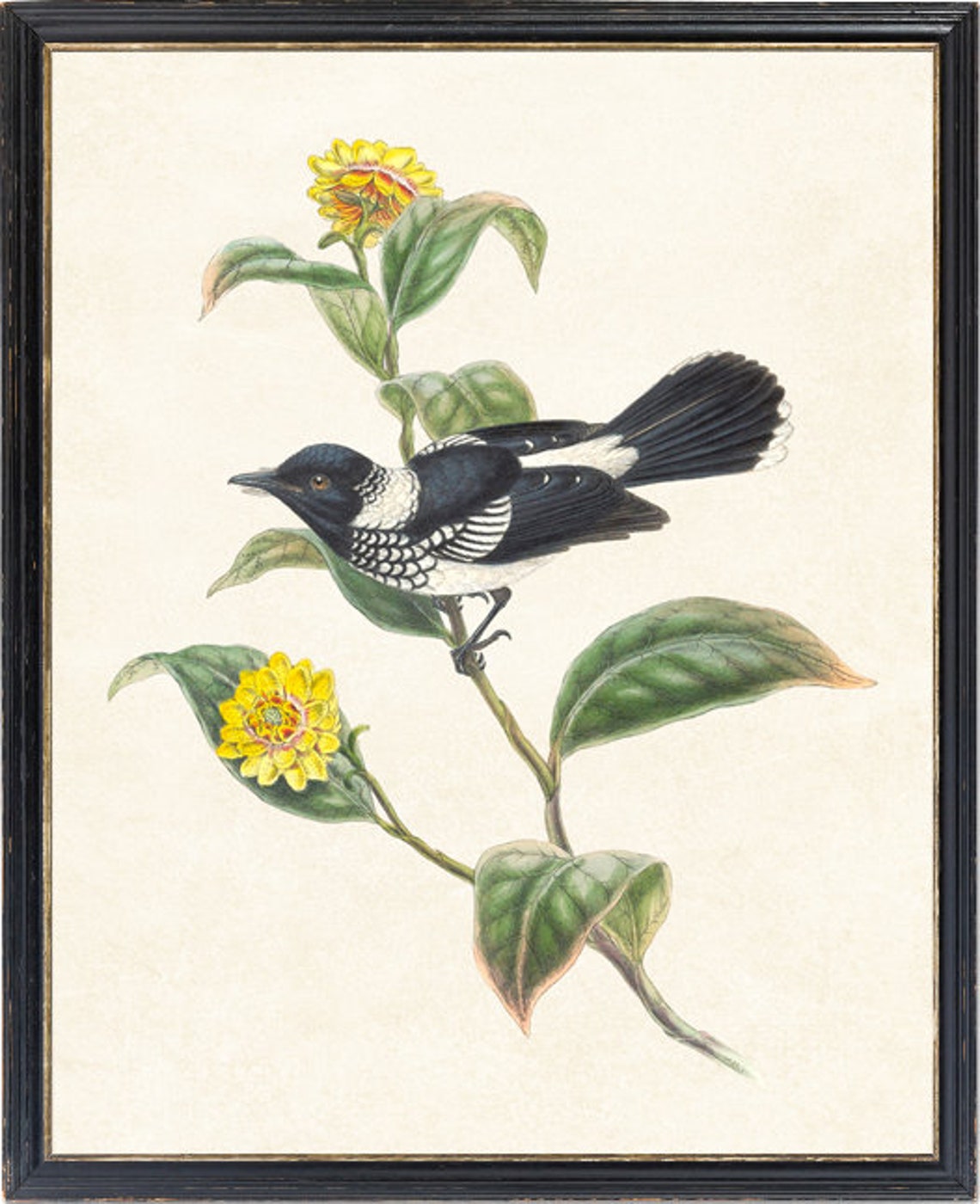 Black and White Flycatcher Bird Classic Antique Ornithology Poster - Image 4