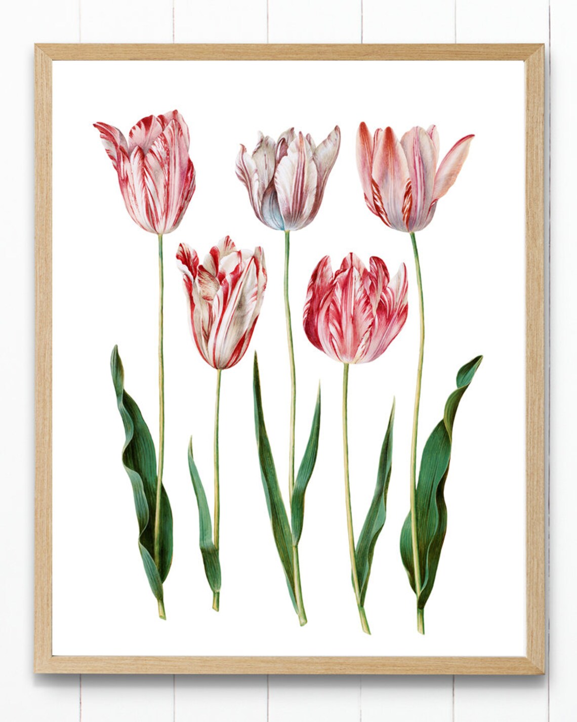 Spring Tulips Vintage Flower Illustration, Botanical Art Print - Image 2