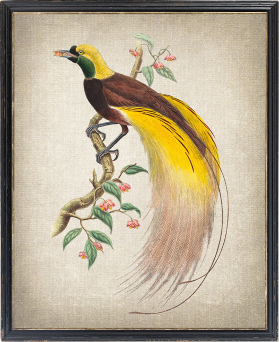 Bird Of Paradise Vintage Illustration Art Print, Natural History