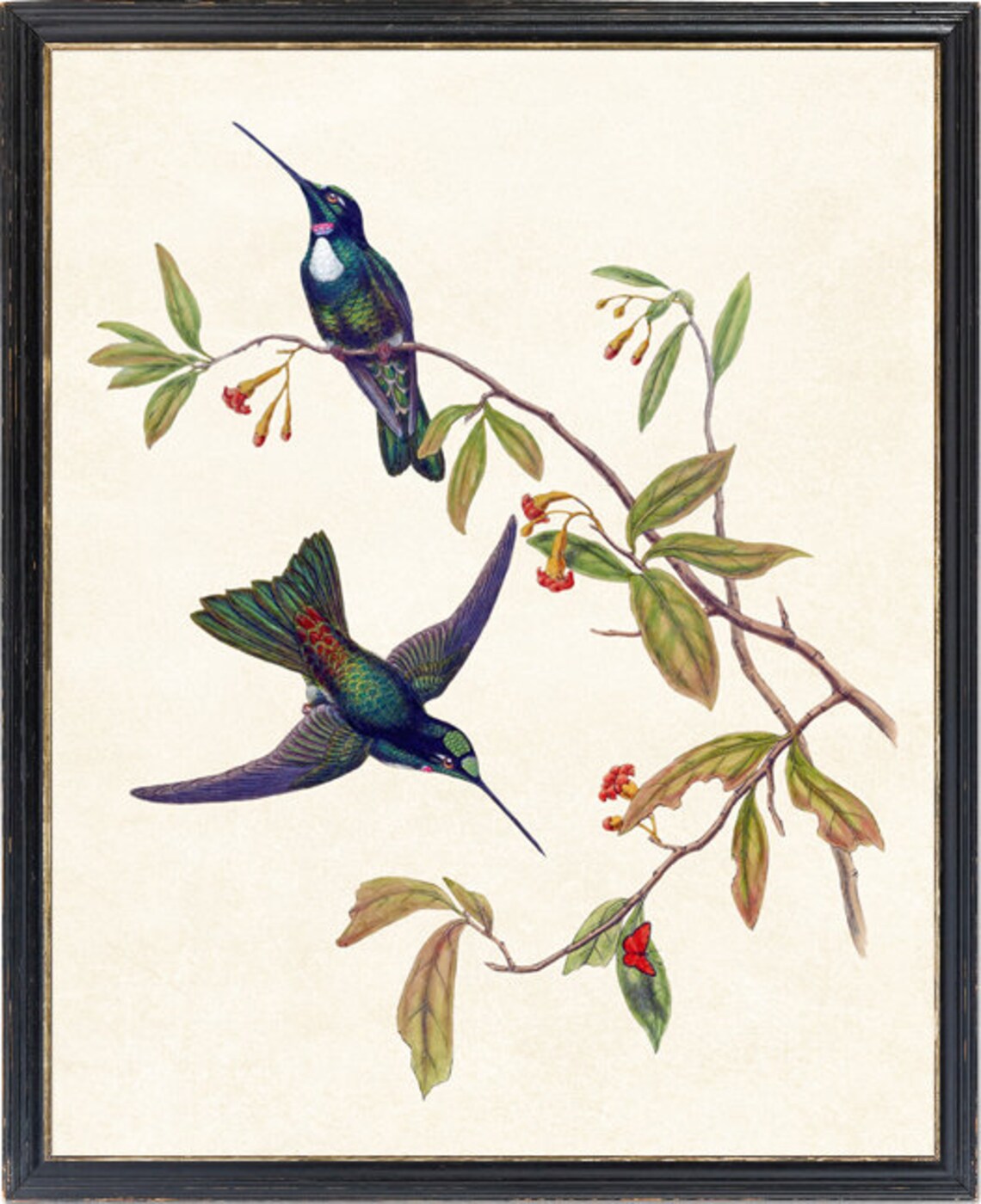 Hummingbird Art Travies Inca Vintage Illustration, Art Print - Image 4