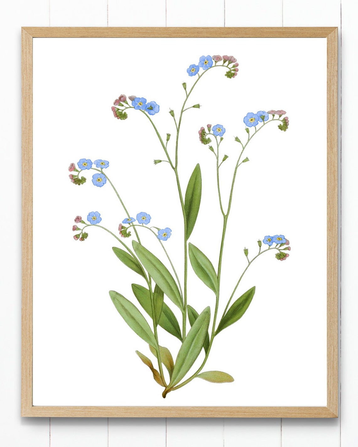 Vintage Forget Me Not Blue Wildflower Garden Botanical Poster - Image 4