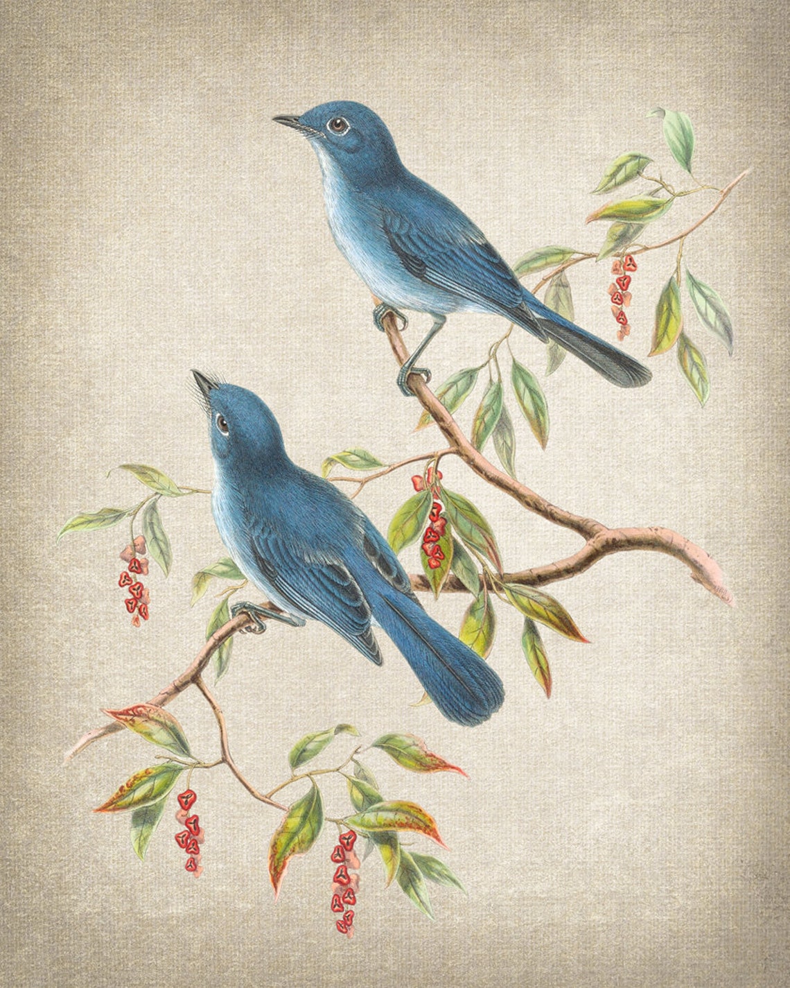 Blue Flycatcher Songbird Pair Antique Natural History Poster - Image 2