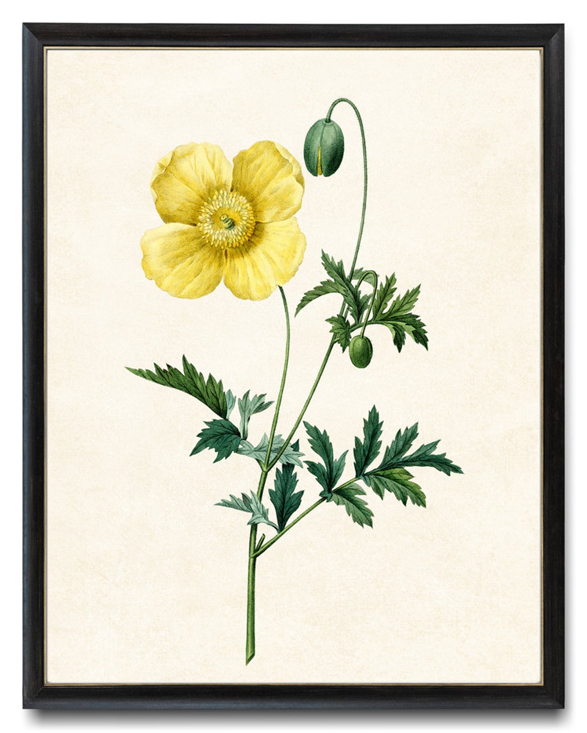 Yellow Welsh Poppy Bloom Antique Botanical Illustration Poster