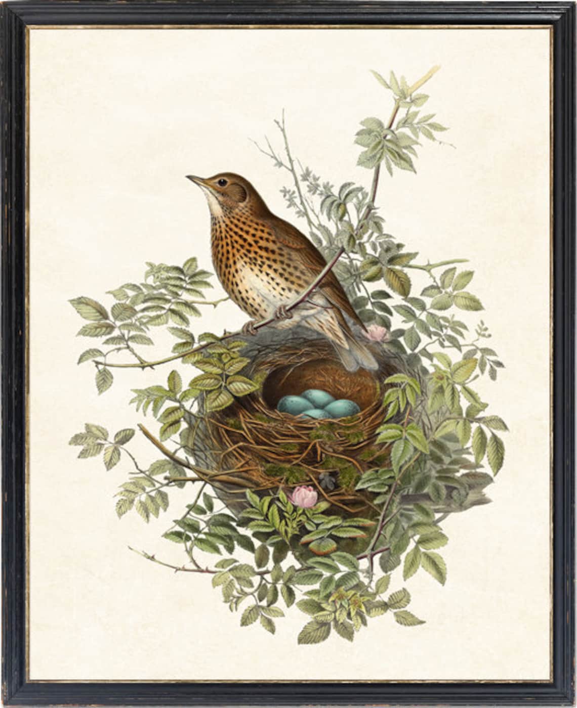 Bird And Botanical Vintage Thrush Illustration Art Print - Image 2