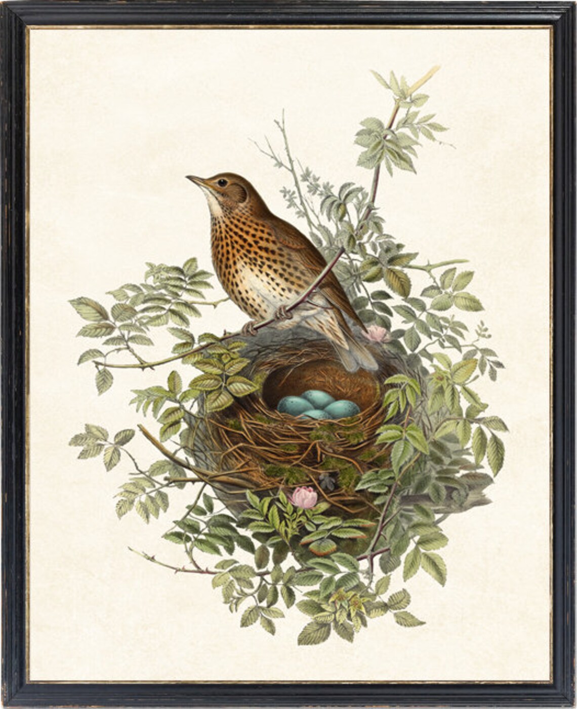 Thrush Bird Vintage Illustration, Natural History Art Print - Image 4