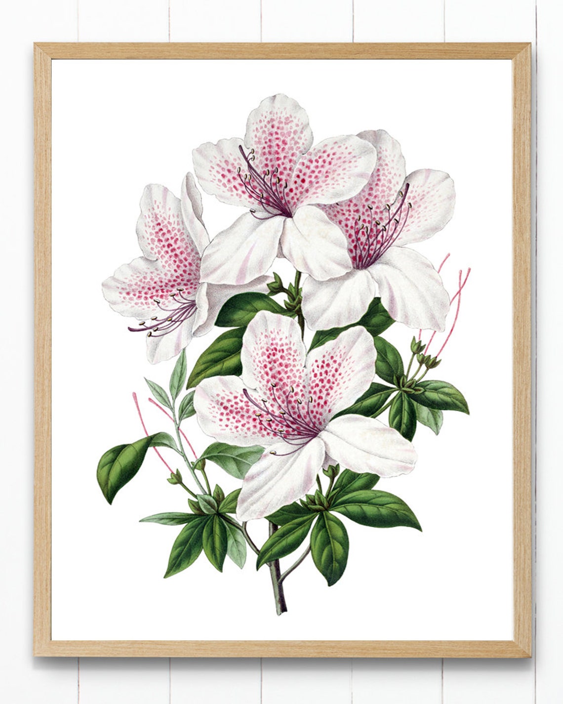 White Azalea Bloom with Pink Speckles Vintage Botanical Poster - Image 4
