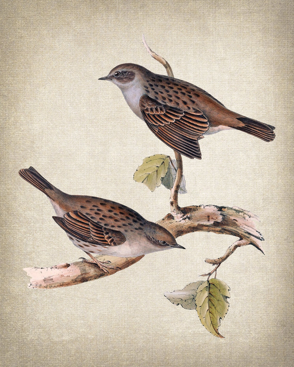 Pair of Spotted Brown Songbirds Vintage Wildlife Bird Art Print - Image 2