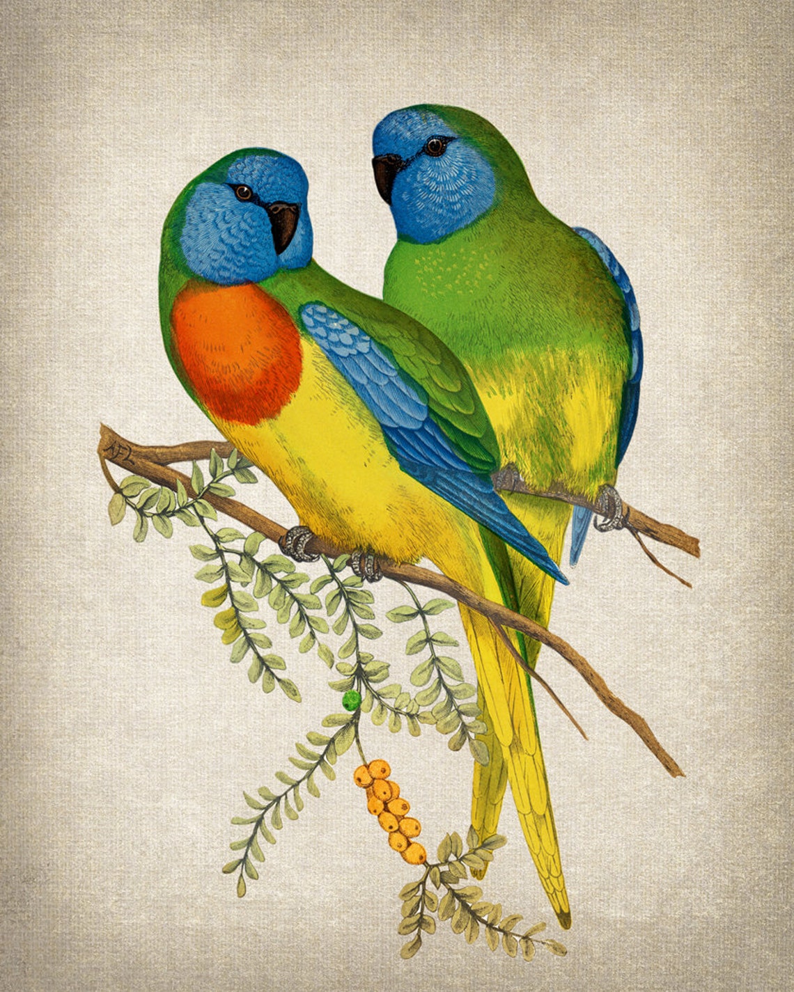 Scarlet Chested Parrot Pair Vintage Bird Illustration Poster - Image 2