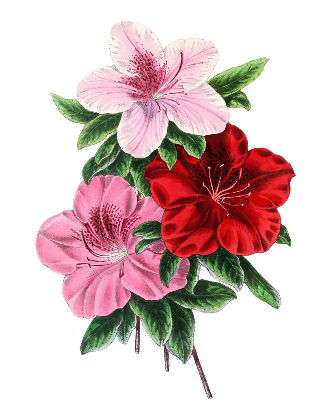 Vintage Pink Red Azalea Blossoms Botanical Illustration Poster - Image 2