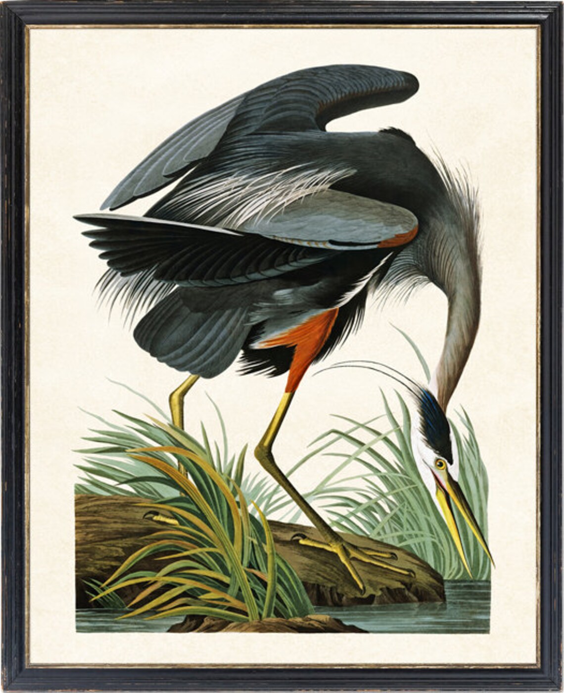 Audubon Great Blue Heron Vintage Bird Art Print - Image 2