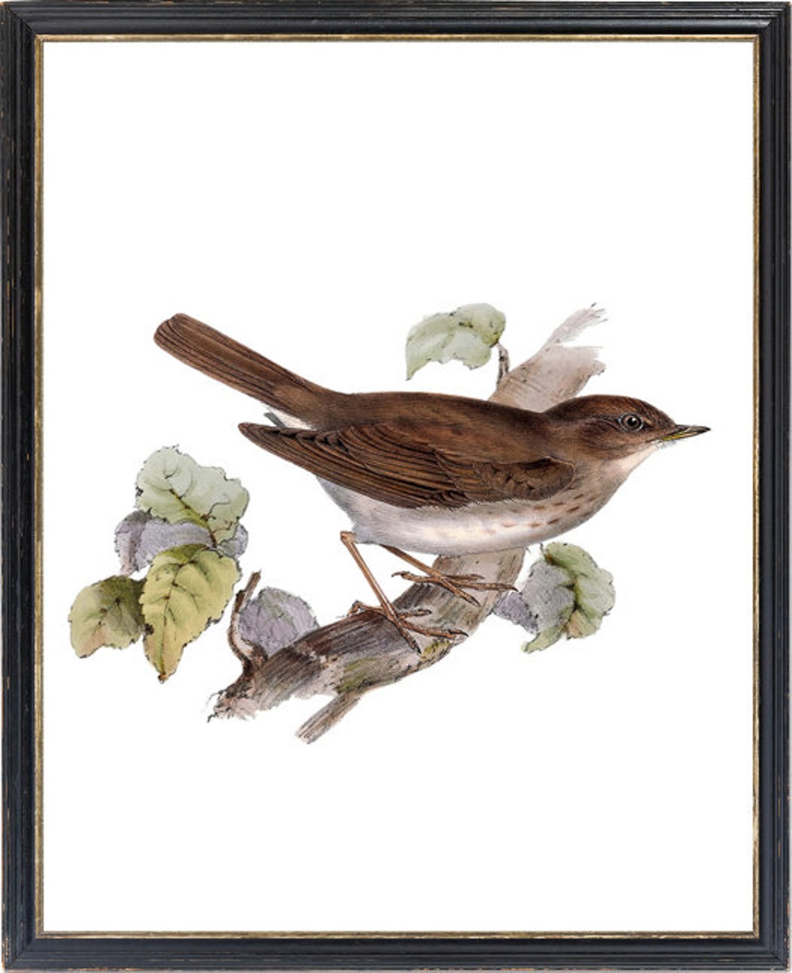 Vintage Brown Thrush Perched Branch Natural History Bird Poster - Image 3