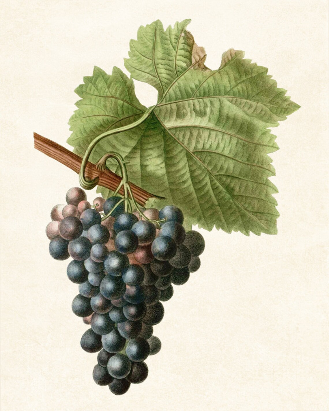 Grapes Vintage Fruit Illustration Kitchen Art Print - Image 2