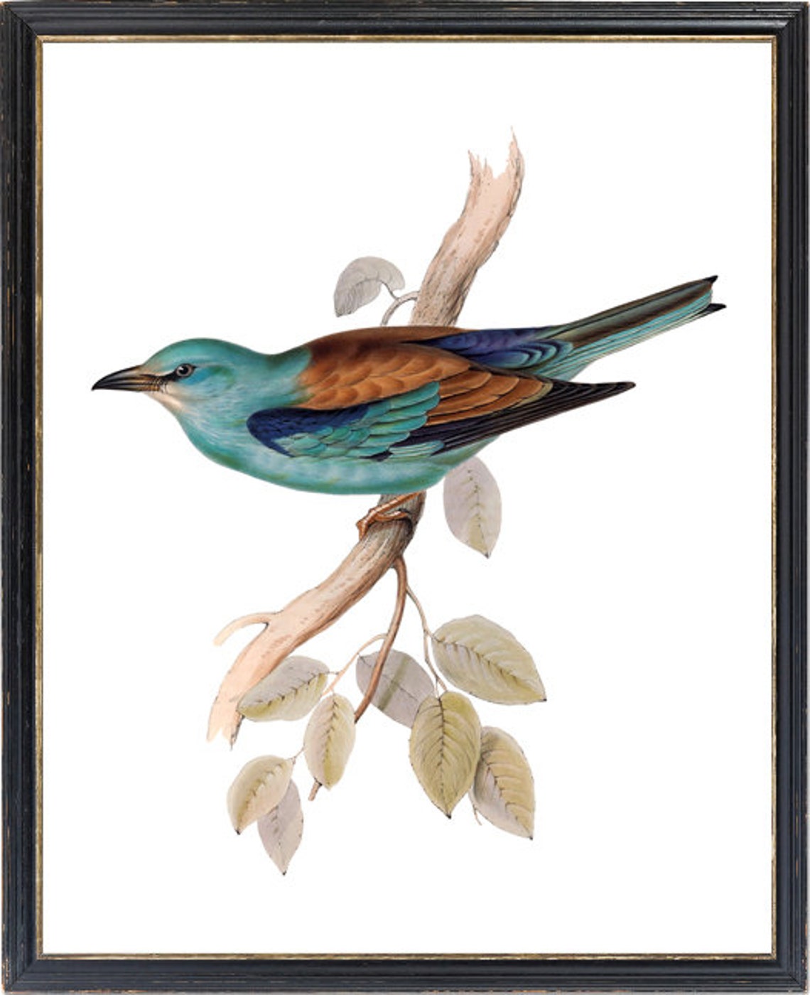 European Roller on Branch Turquoise Bird Vintage Illustration Print - Image 3