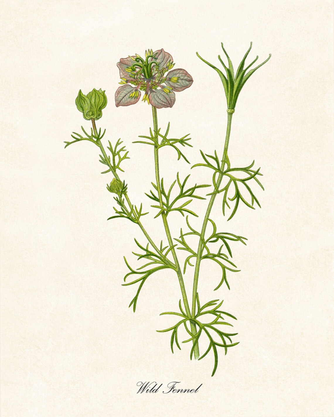 Wild Fennel Vintage Botanical Art Print - Image 2
