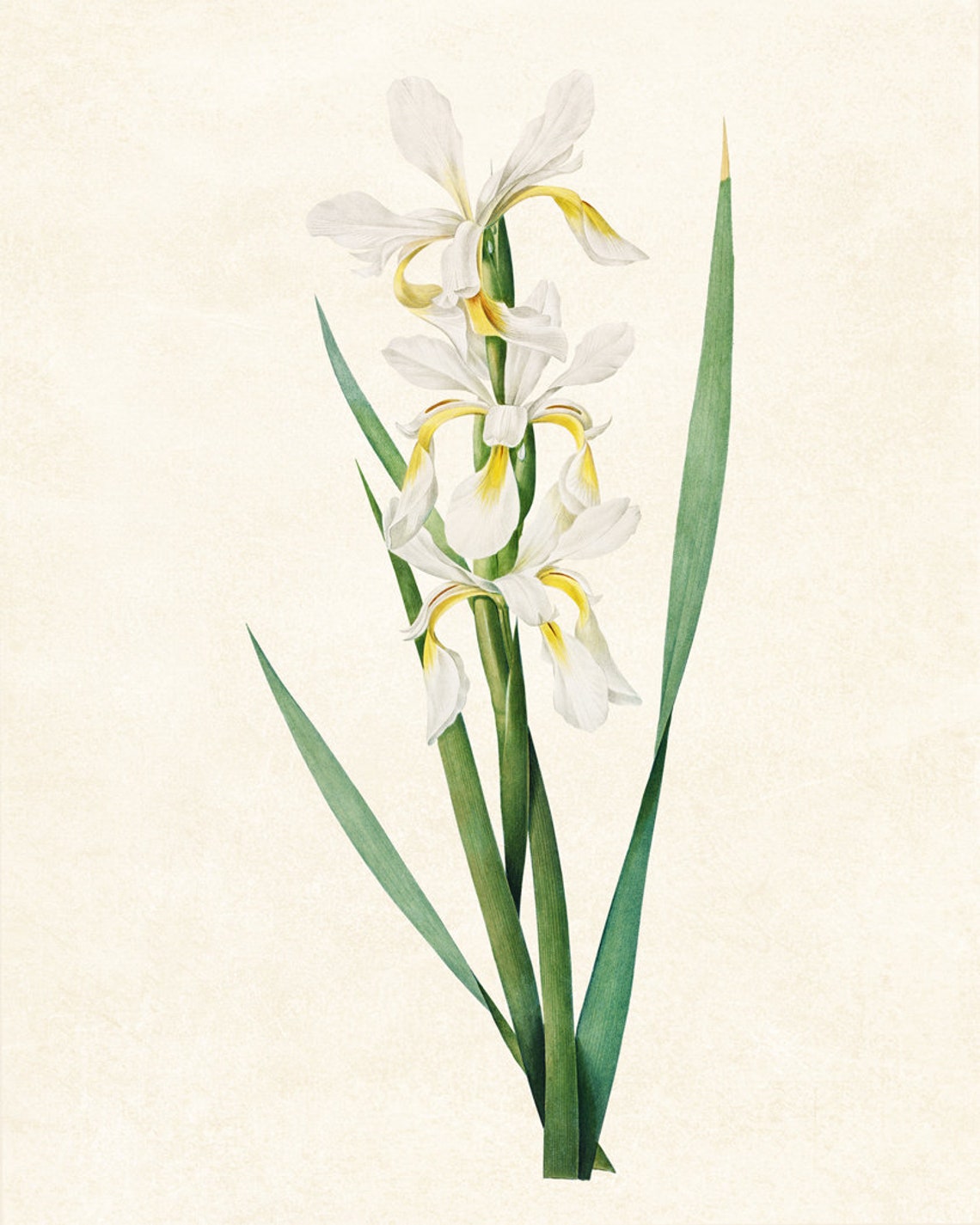 White and Yellow Iris Blossoms Vintage Botanical Flower Poster - Image 2